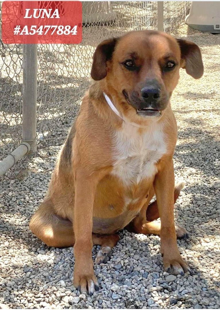 Luna and Lanny, Adoptable, Young Female Boxer & German Shepherd Dog.