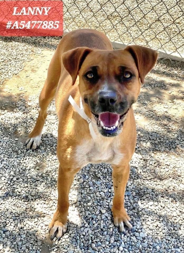 Luna and Lanny, a Adoptable mixed breed in Agua Dulce, CA image 2/3
