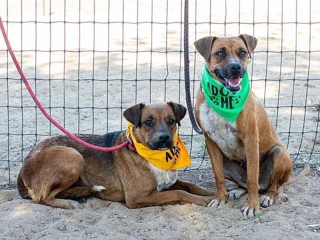Luna and Lanny, a Adoptable mixed breed in Agua Dulce, CA image 3/3