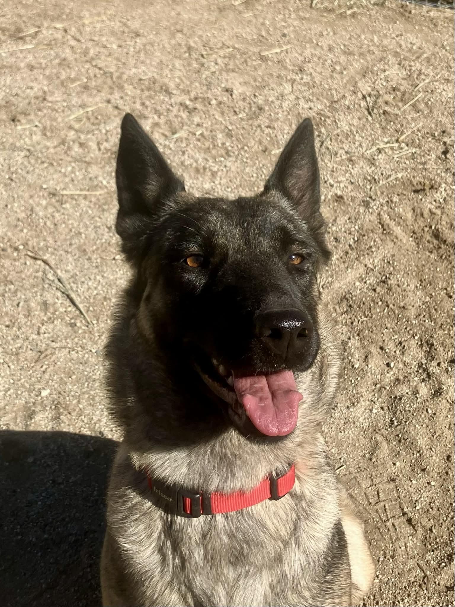 Enlarge Jessie, a Adoptable Belgian Shepherd / Malinois in Vancouver, WA image 1/2