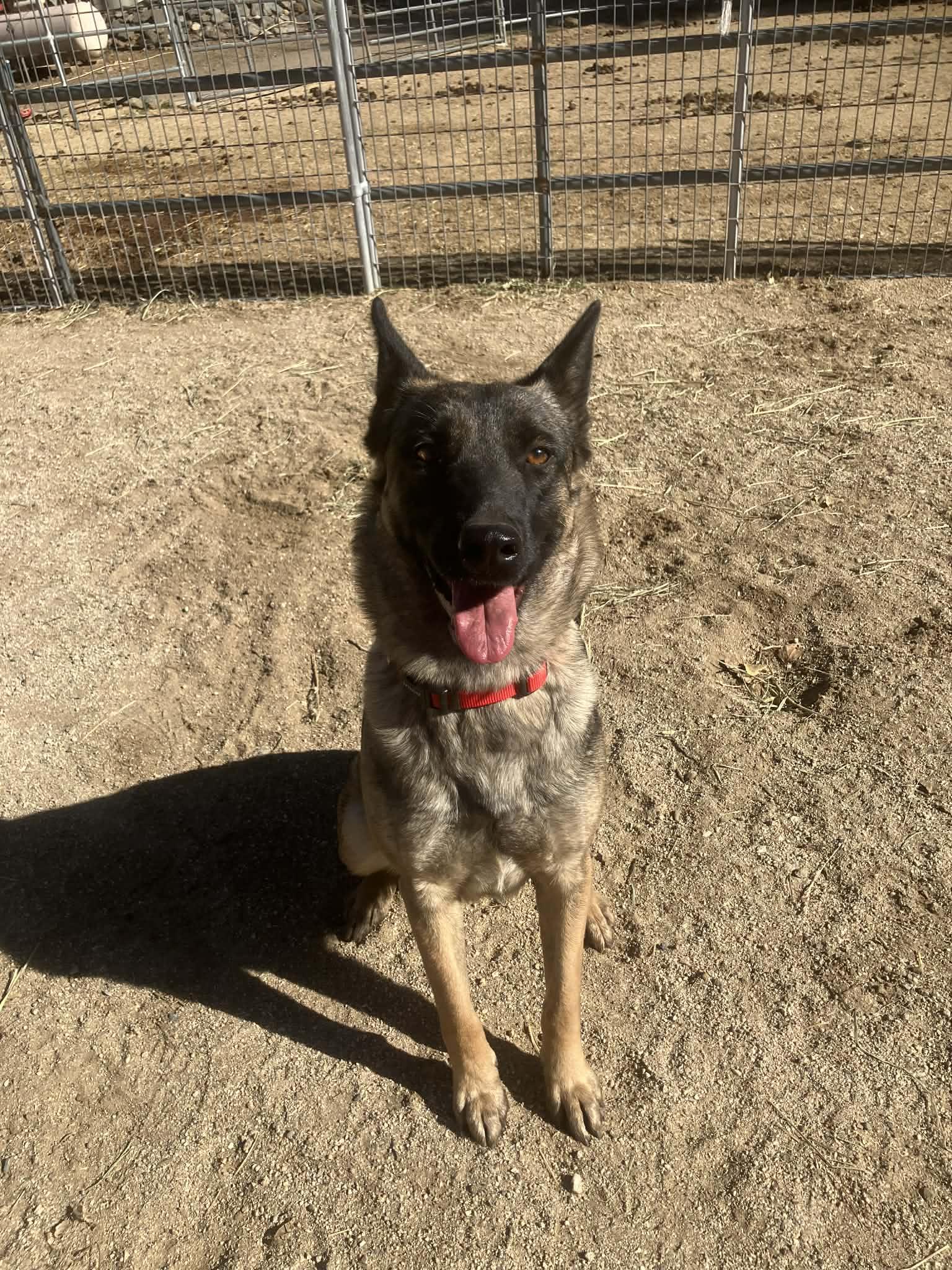 Enlarge Jessie, a Adoptable Belgian Shepherd / Malinois in Vancouver, WA image 2/2