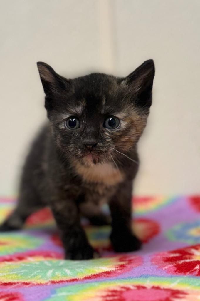 Enlarge Samina, a Adoptable mixed breed in North Vernon, IN image 1/1