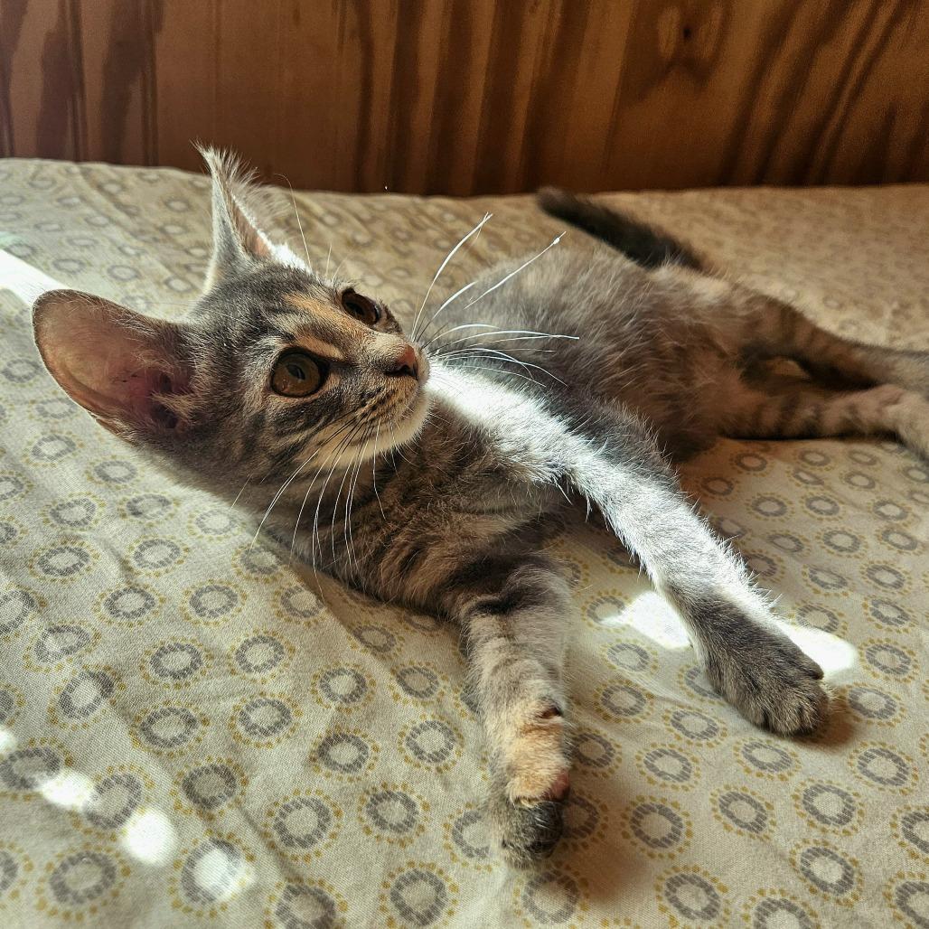 Buttercup photo