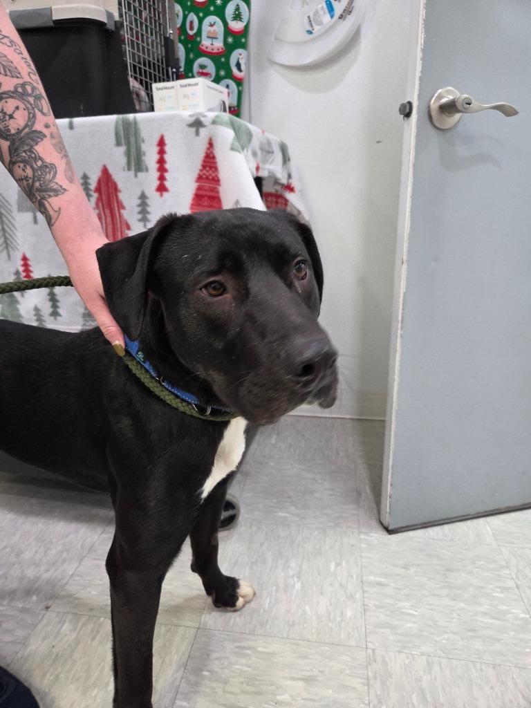 Taz, Adoptable, Young Male Labrador Retriever & Border Collie.