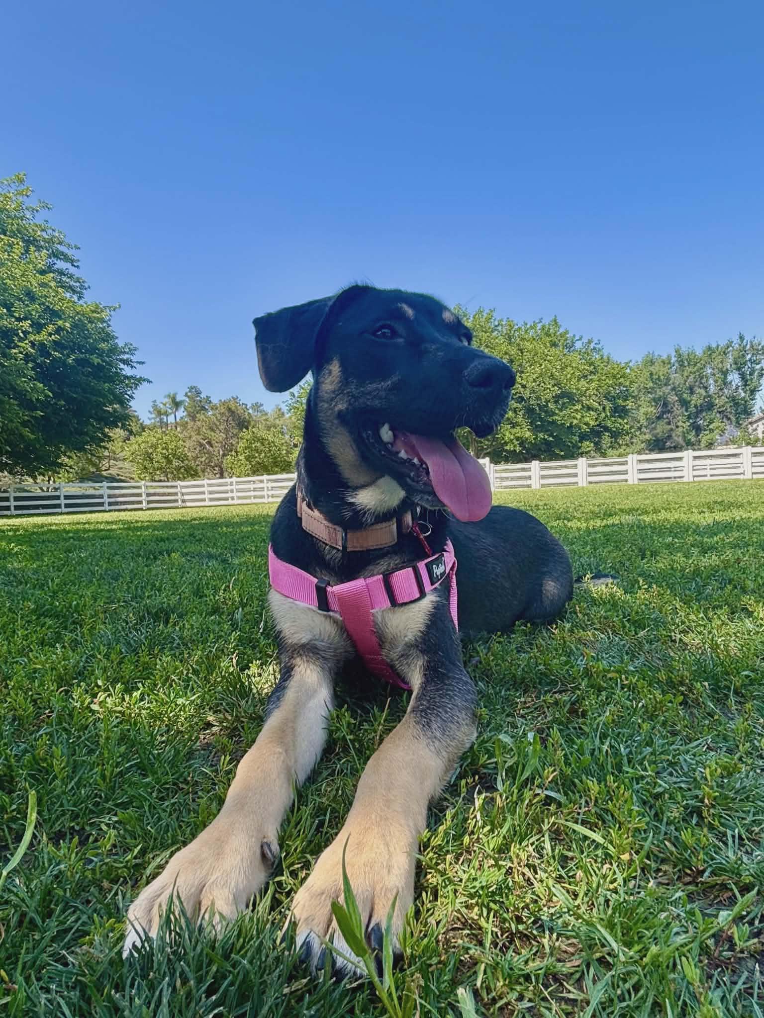 Enlarge Nesta, a ADOPTABLE mixed breed in Murrieta, CA image 6/6