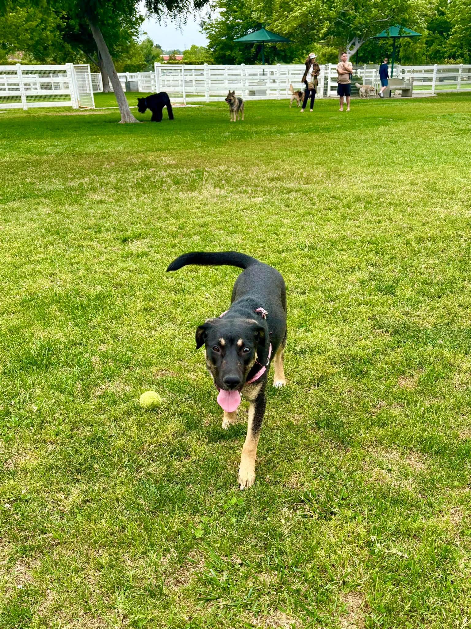 Enlarge Nesta, a ADOPTABLE mixed breed in Murrieta, CA image 5/6
