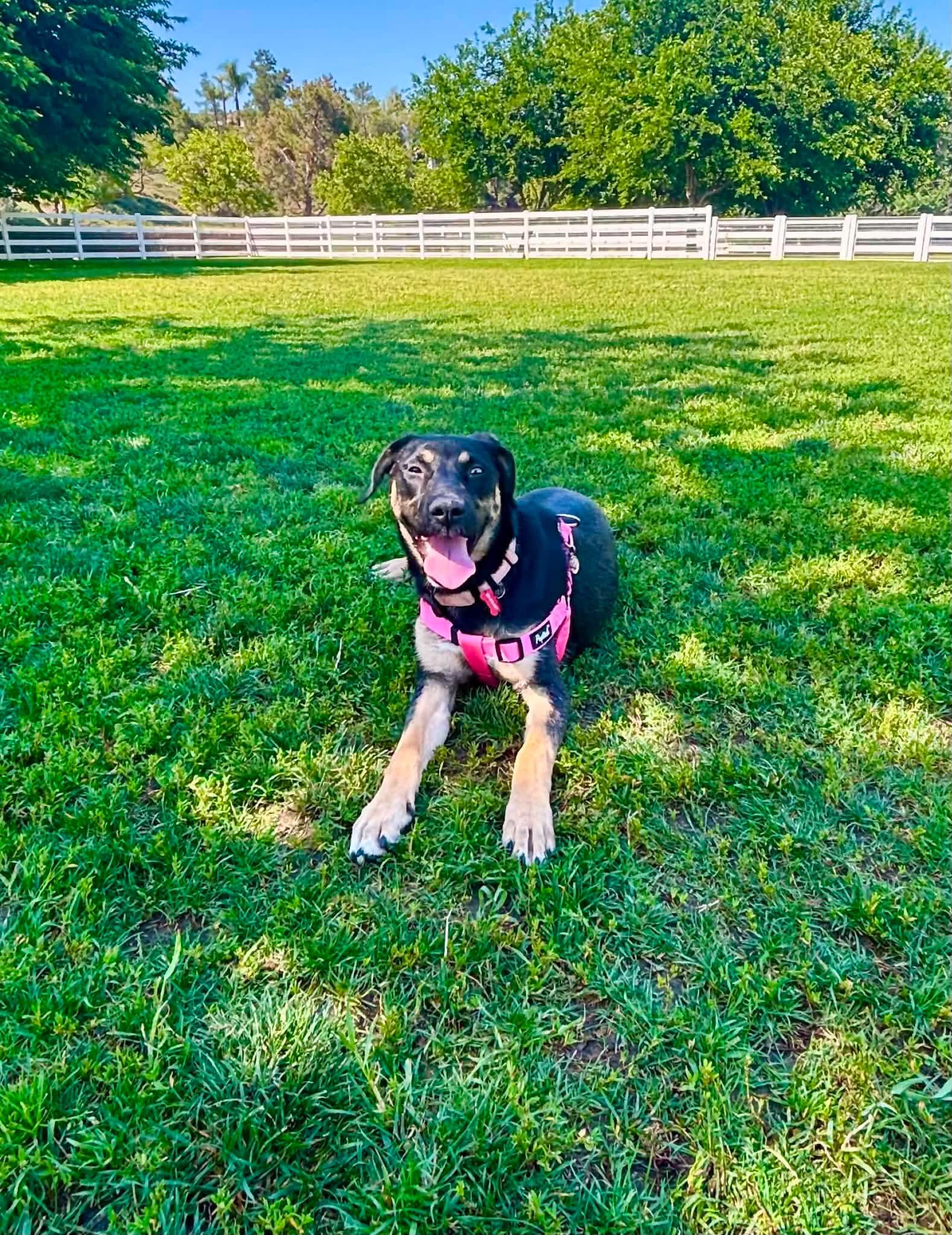 Enlarge Nesta, a ADOPTABLE mixed breed in Murrieta, CA image 4/6