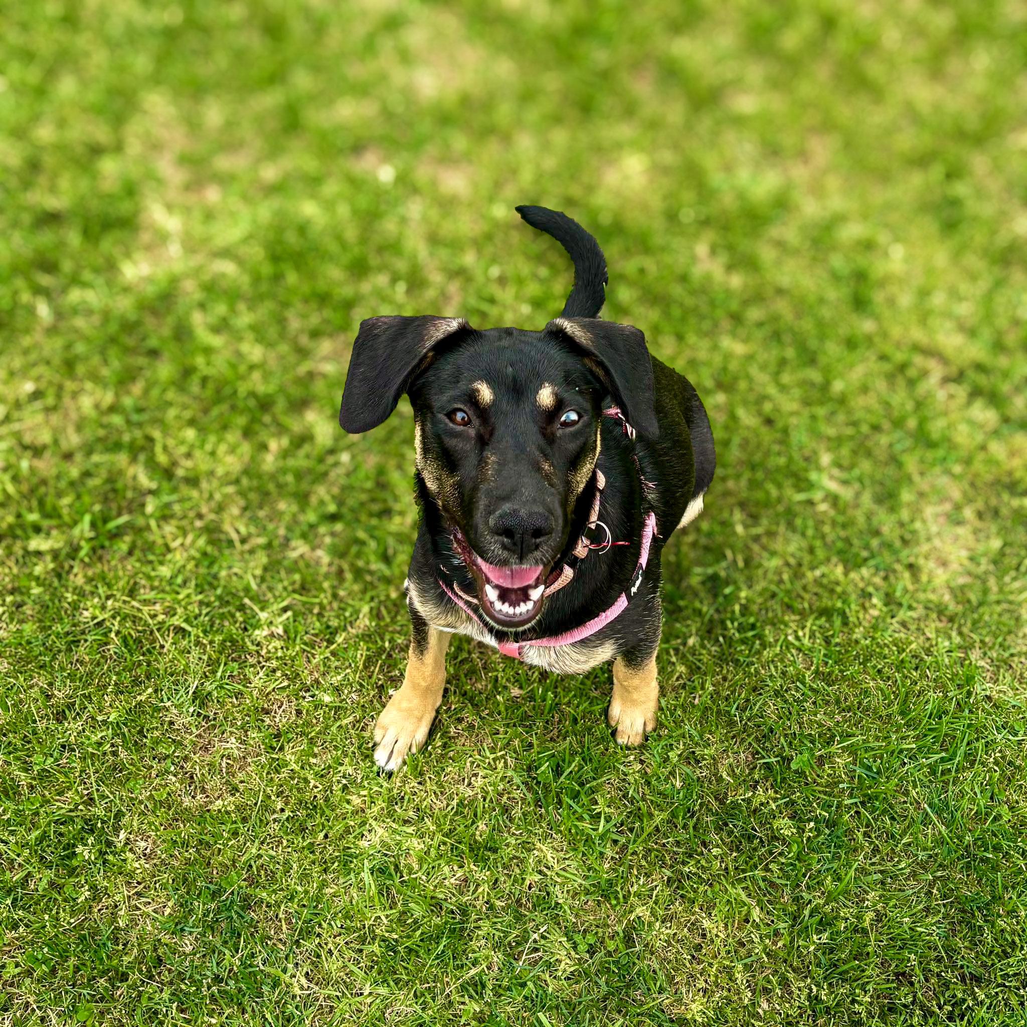 Enlarge Nesta, a ADOPTABLE mixed breed in Murrieta, CA image 1/6