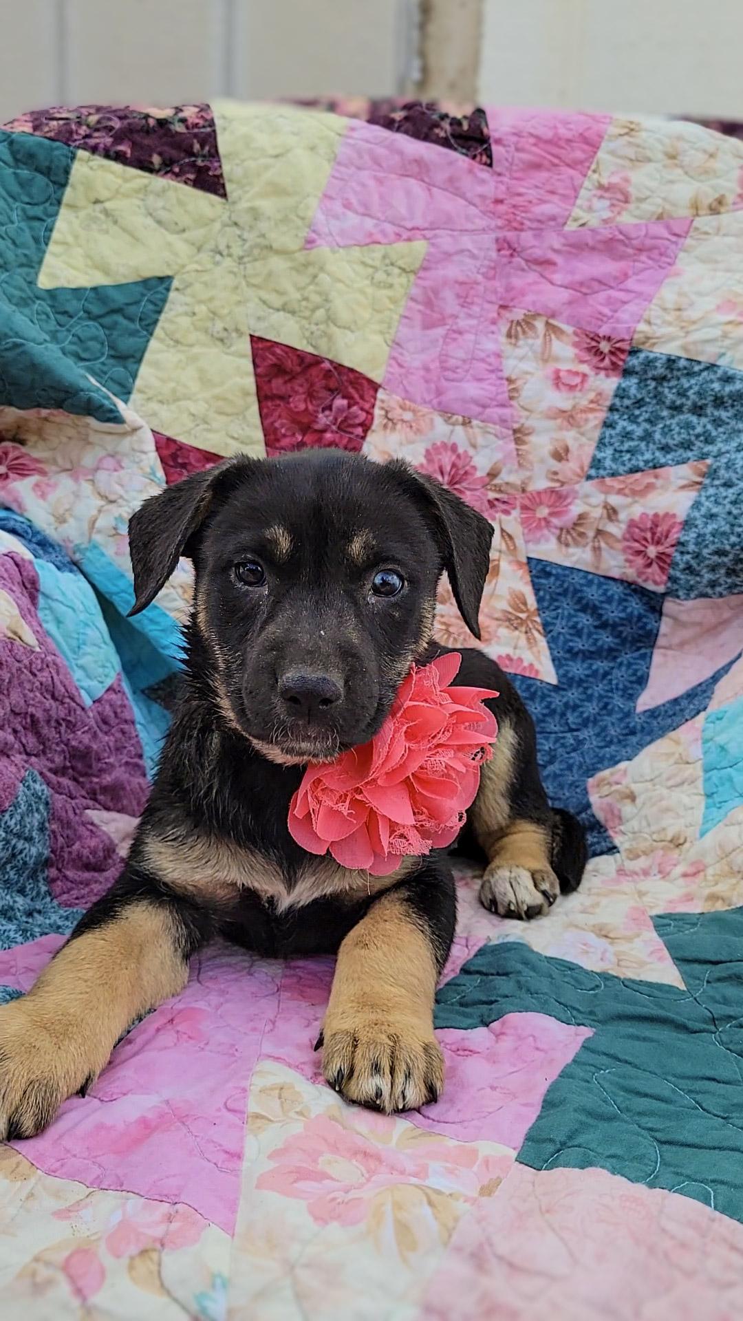Enlarge Nesta, a ADOPTABLE mixed breed in Murrieta, CA image 6/6