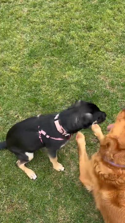 Enlarge Nesta, a ADOPTABLE mixed breed in Murrieta, CA video 2/6