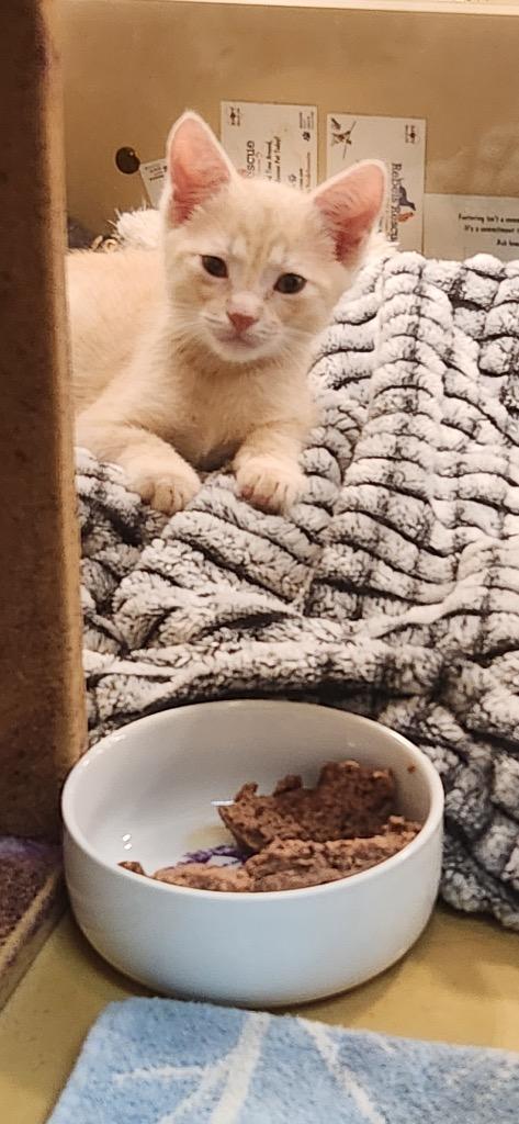 Scooter, Adopted, Young Male Domestic Short Hair.