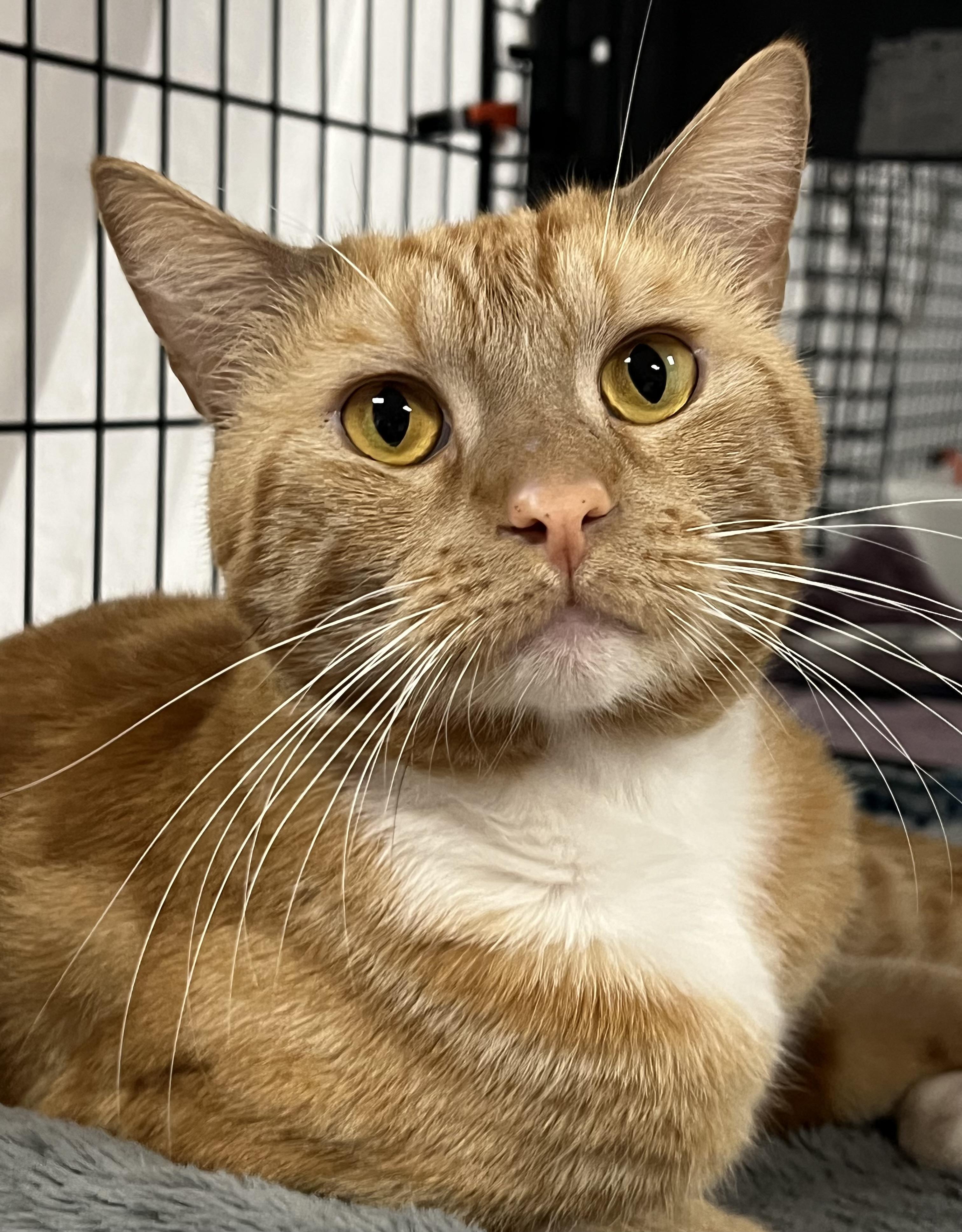Ranger, ADOPTABLE, Young Male Domestic Short Hair.