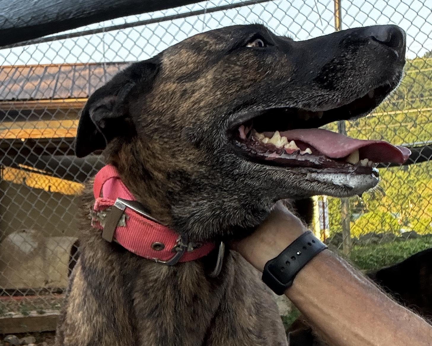 Bonnie, Adult Female Hound