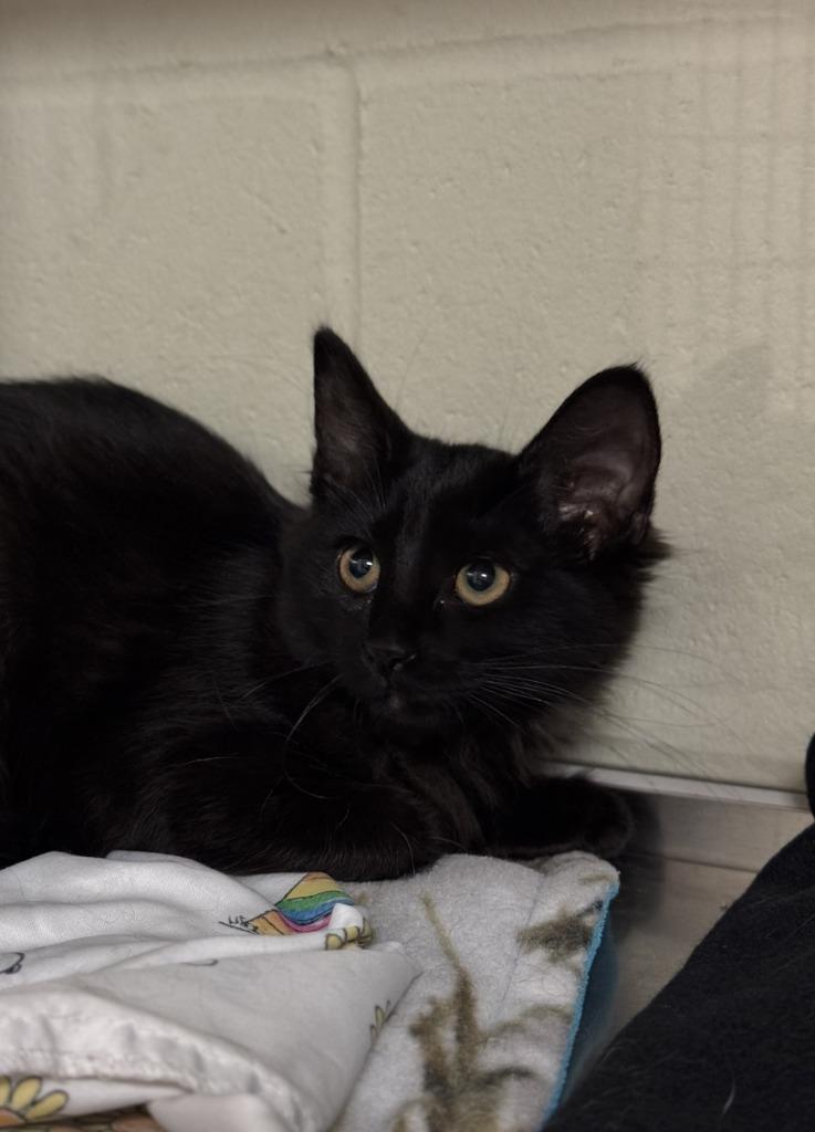 Locker, Adoptable, Kitten Female Domestic Medium Hair.