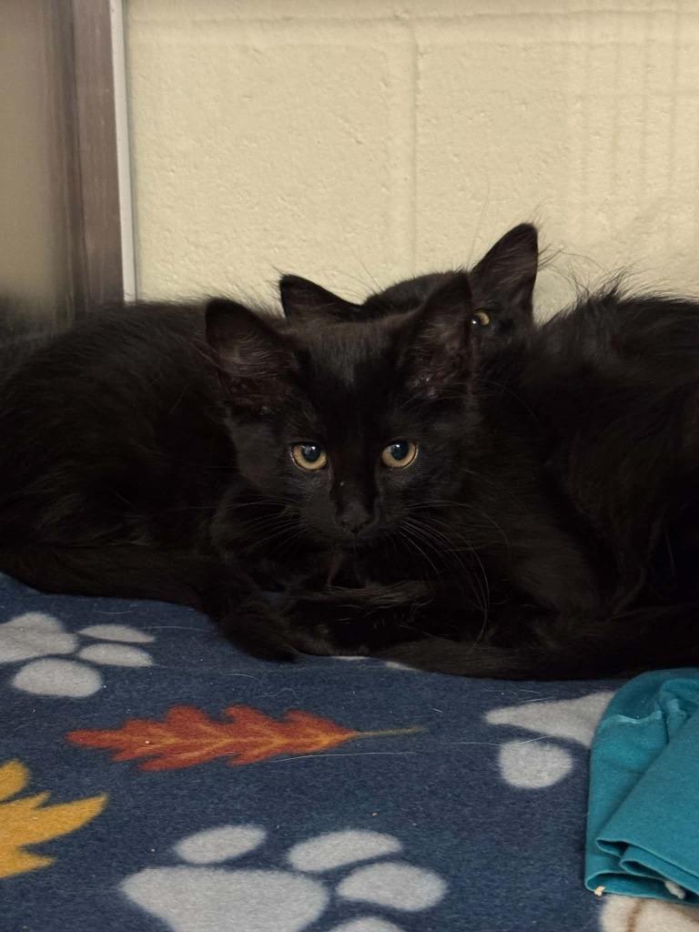 Locker, Adoptable, Kitten Female Domestic Medium Hair.