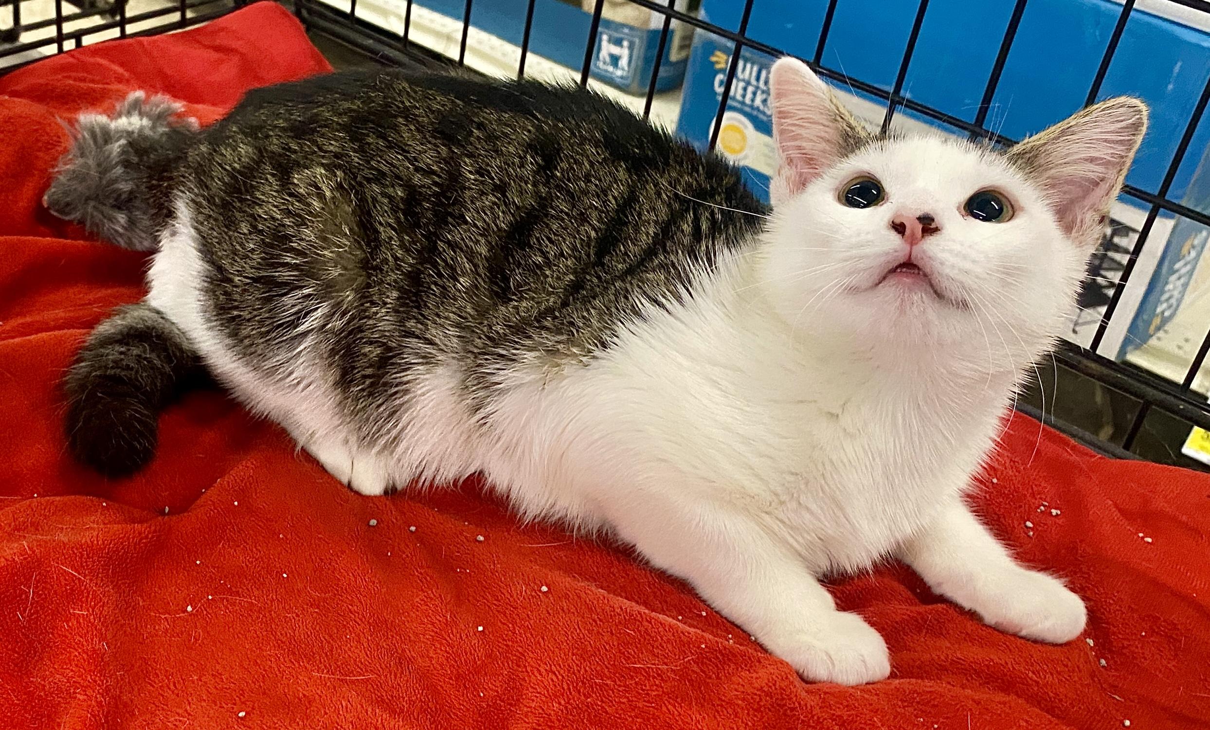 Biscotti (bro & sis pair), a Adoptable mixed breed in Red Bank, NJ image 3/5