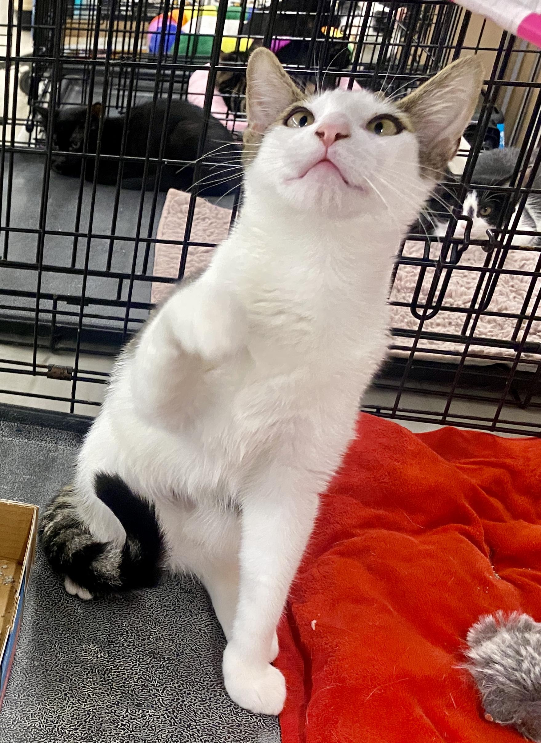 Biscotti (bro & sis pair), a Adoptable mixed breed in Red Bank, NJ image 5/5