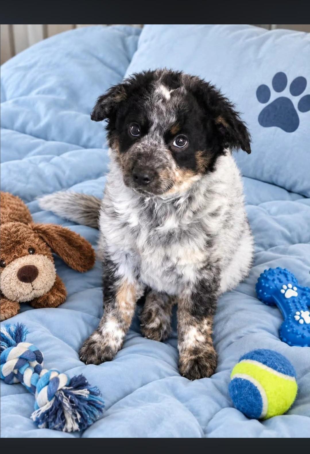 Enlarge Joey, a Adopted mixed breed in Hampton, VA image 1/1