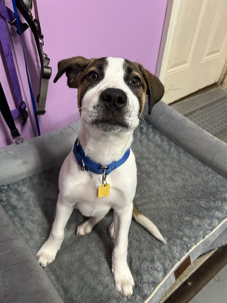 Benjamin, Adopted, Young Male Labrador Retriever & Beagle.