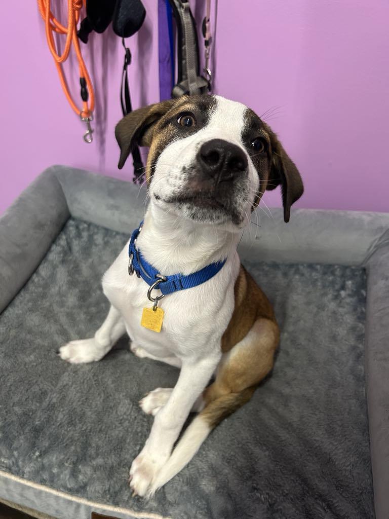 Enlarge Benjamin, a Adopted mixed breed in Kansas City, MO image 2/3