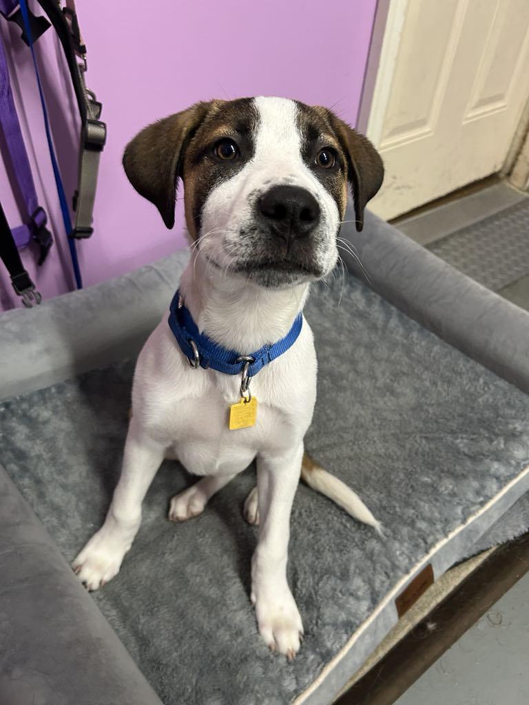 Enlarge Benjamin, a Adopted mixed breed in Kansas City, MO image 3/3