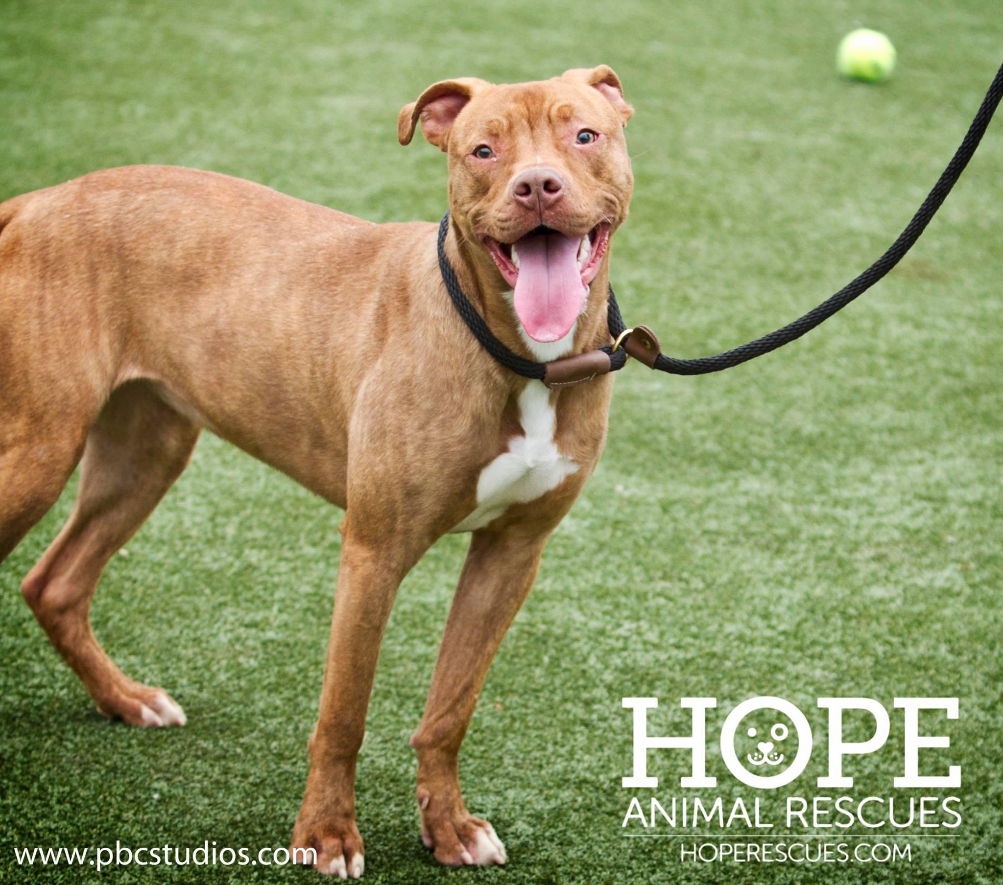 Enlarge Nessa, a Adoptable mixed breed in Godfrey, IL image 1/4