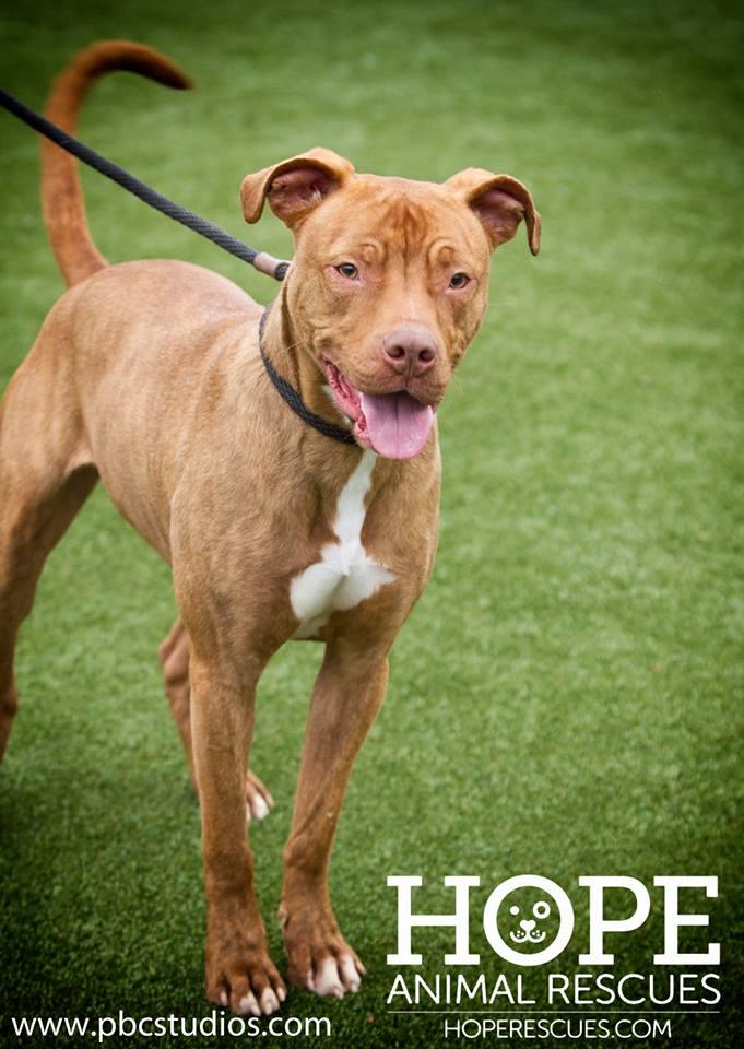 Enlarge Nessa, a Adoptable mixed breed in Godfrey, IL image 2/4