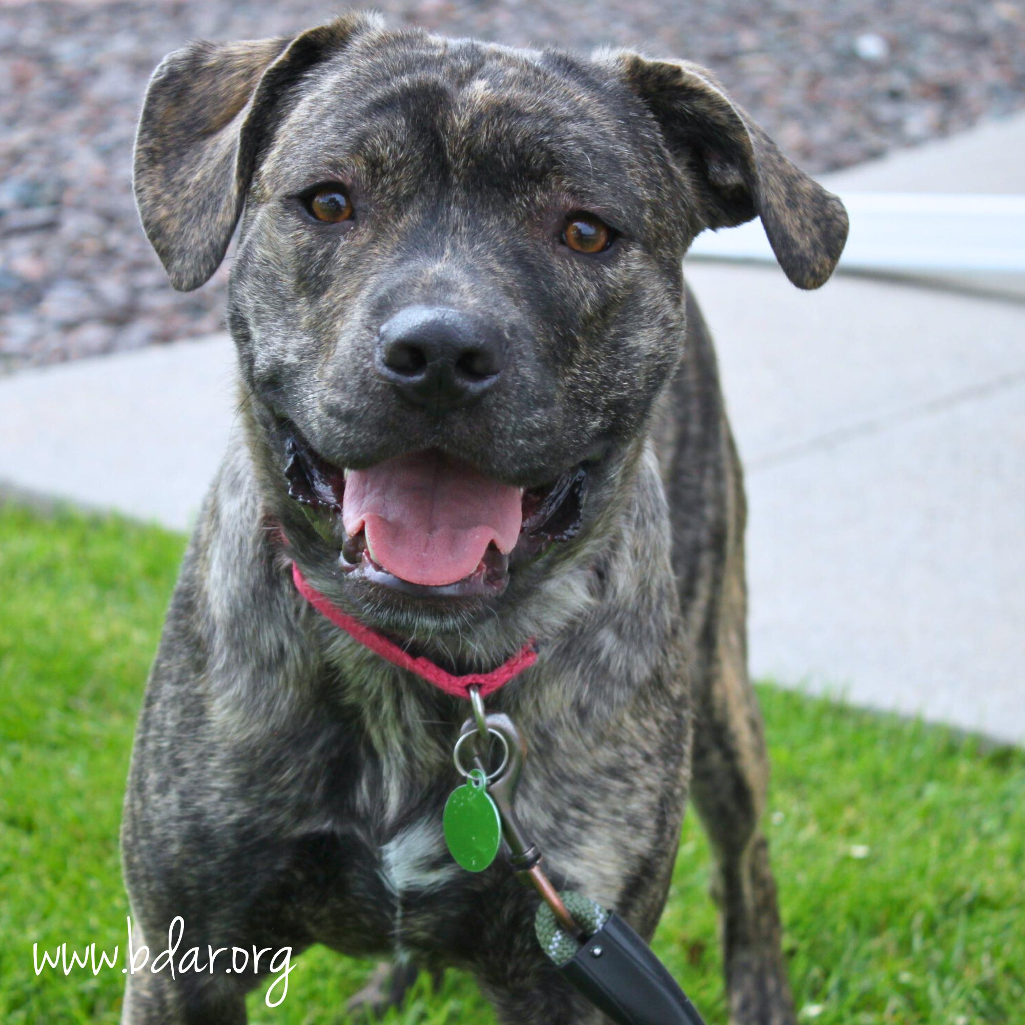 Gene, ADOPTABLE, Adult Male Staffordshire Bull Terrier.