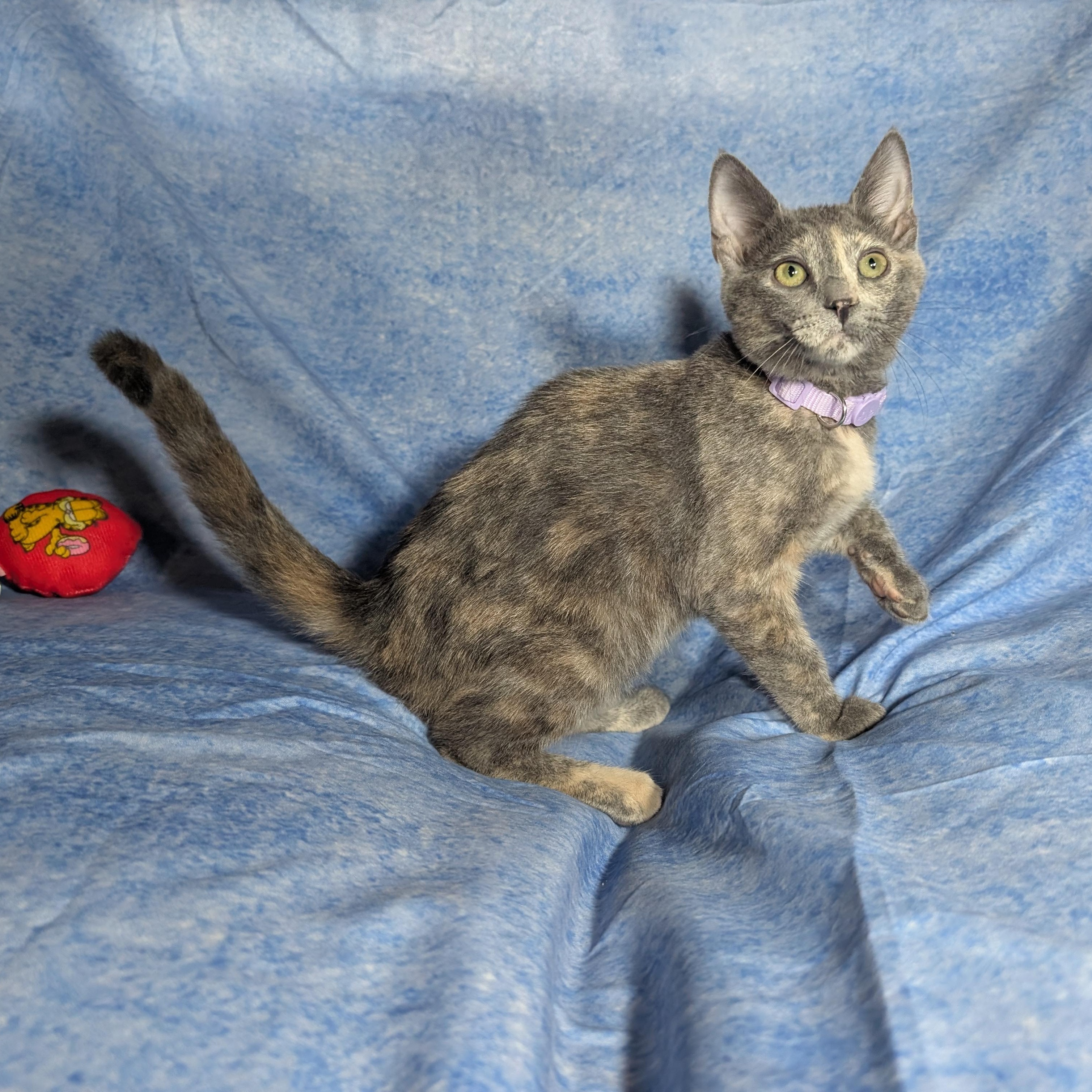 Enlarge Marbella (Female Kitten), a Adoptable Domestic Short Hair in San Francisco, CA image 5/5