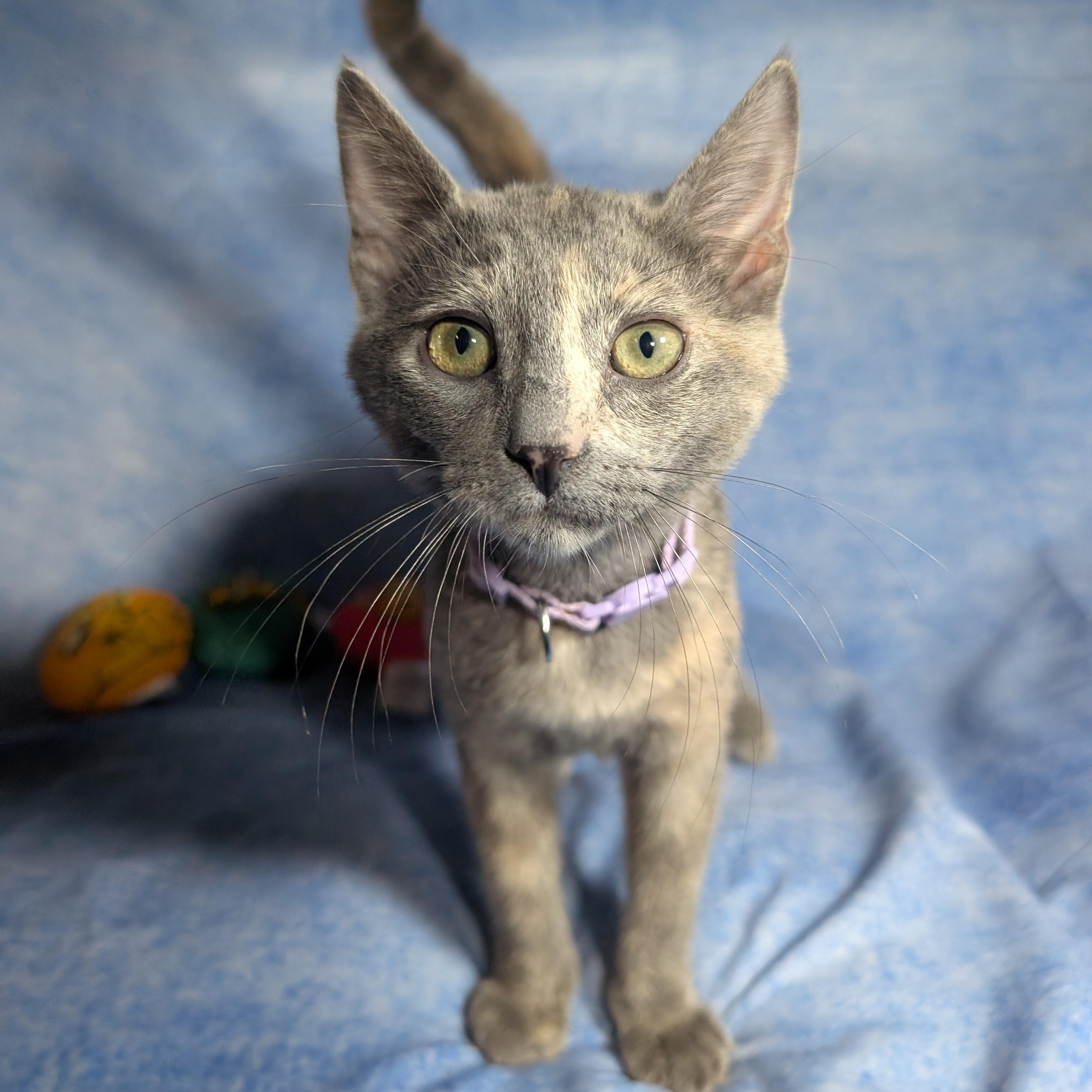Marbella (Female Kitten), Adoptable, Kitten Female Domestic Short Hair.