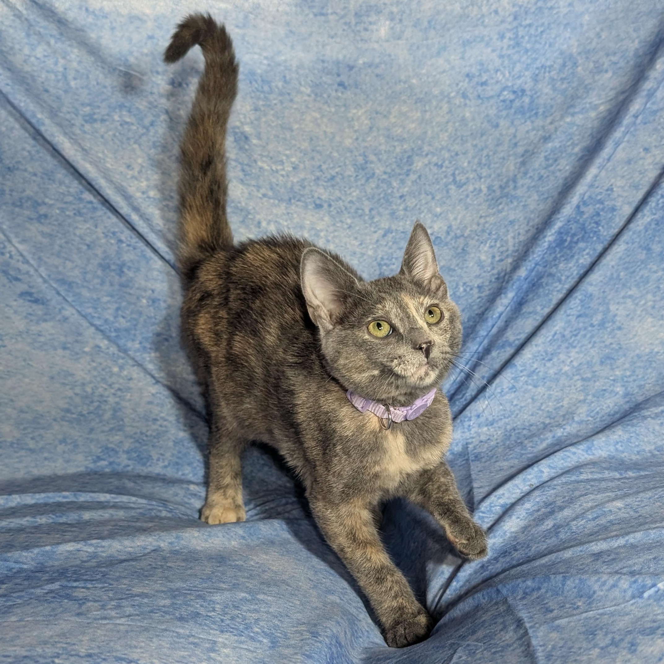 Enlarge Marbella (Female Kitten), a Adoptable Domestic Short Hair in San Francisco, CA image 4/5