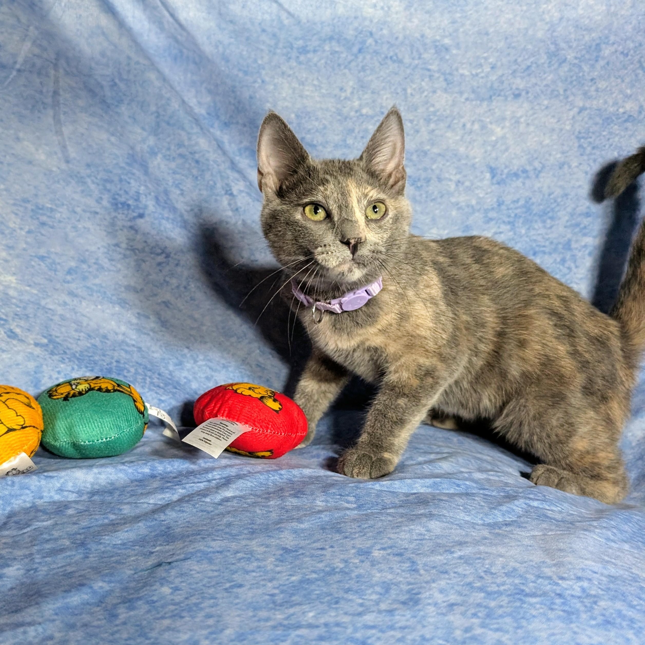 Enlarge Marbella (Female Kitten), a Adoptable Domestic Short Hair in San Francisco, CA image 2/5