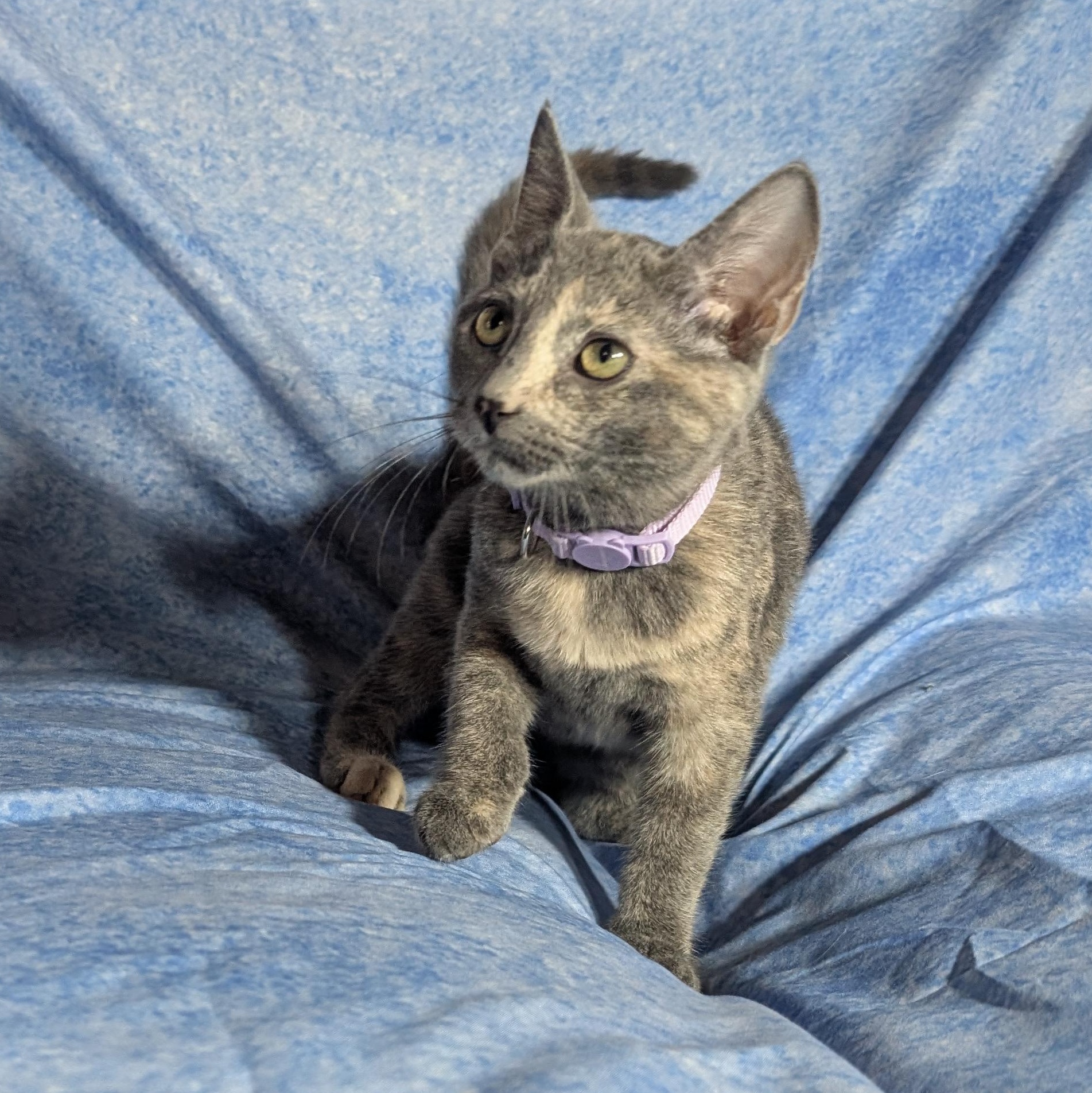 Enlarge Marbella (Female Kitten), a Adoptable Domestic Short Hair in San Francisco, CA image 3/5
