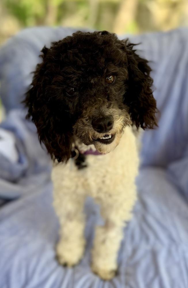 Enlarge Rudolph, a Adoptable mixed breed in Dunwoody, GA image 2/4