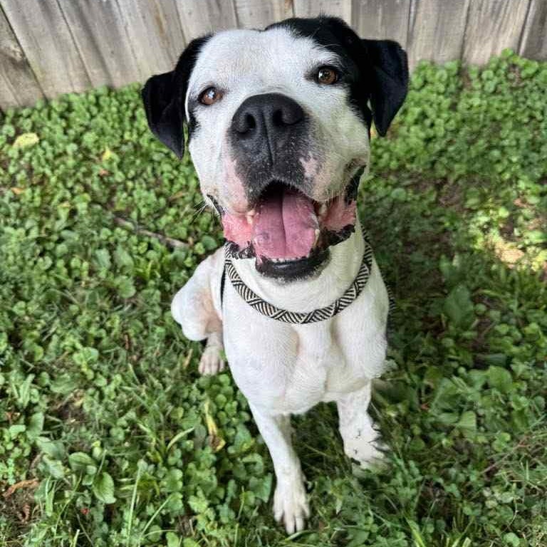 Diego, Adult Male Pit Bull Terrier
