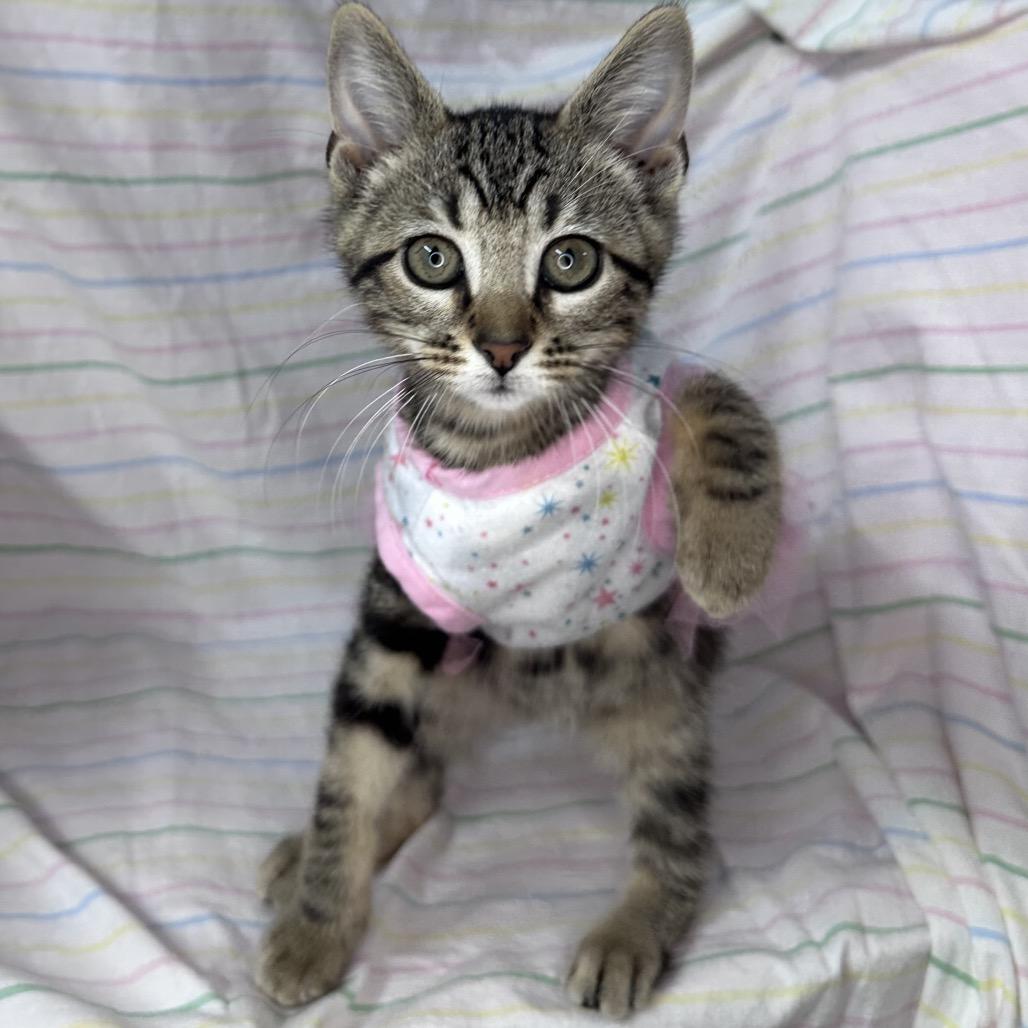 Enlarge Pluto, a Adoptable mixed breed in Mount Vernon, IL image 2/6