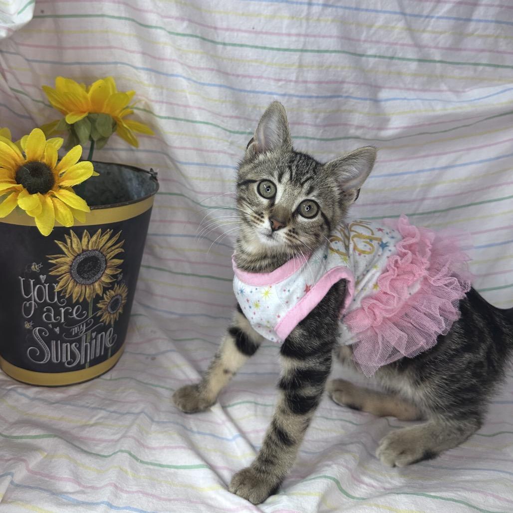 Enlarge Pluto, a Adoptable mixed breed in Mount Vernon, IL image 3/6