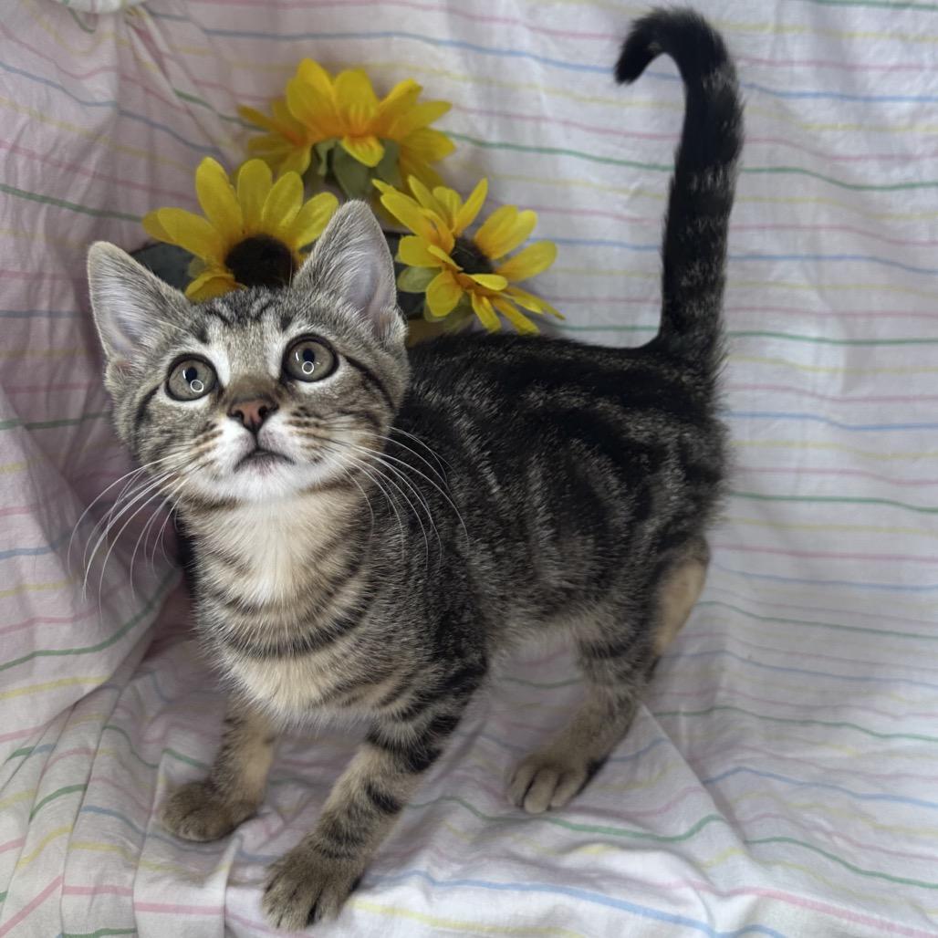 Enlarge Pluto, a Adoptable mixed breed in Mount Vernon, IL image 4/6