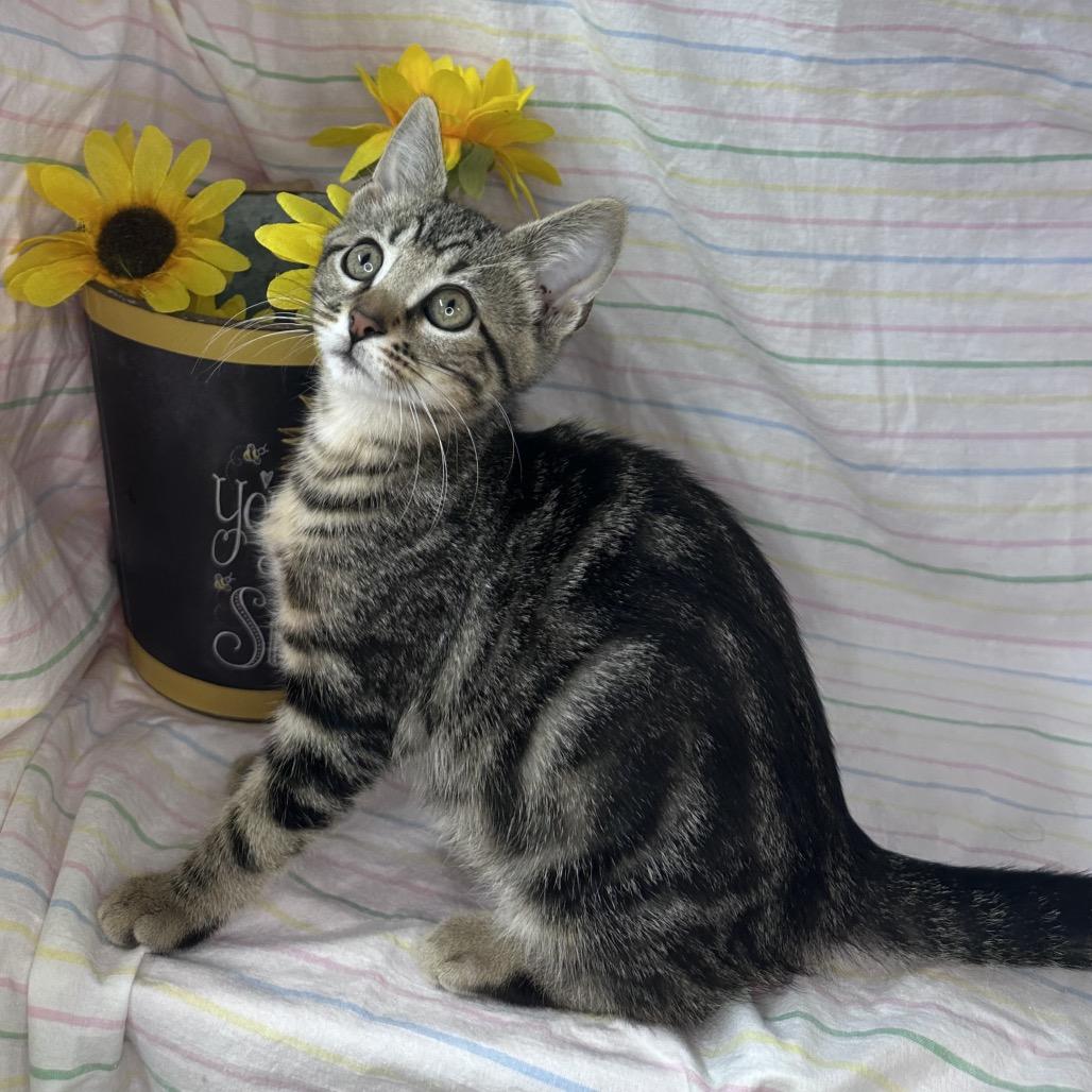 Enlarge Pluto, a Adoptable mixed breed in Mount Vernon, IL image 5/6