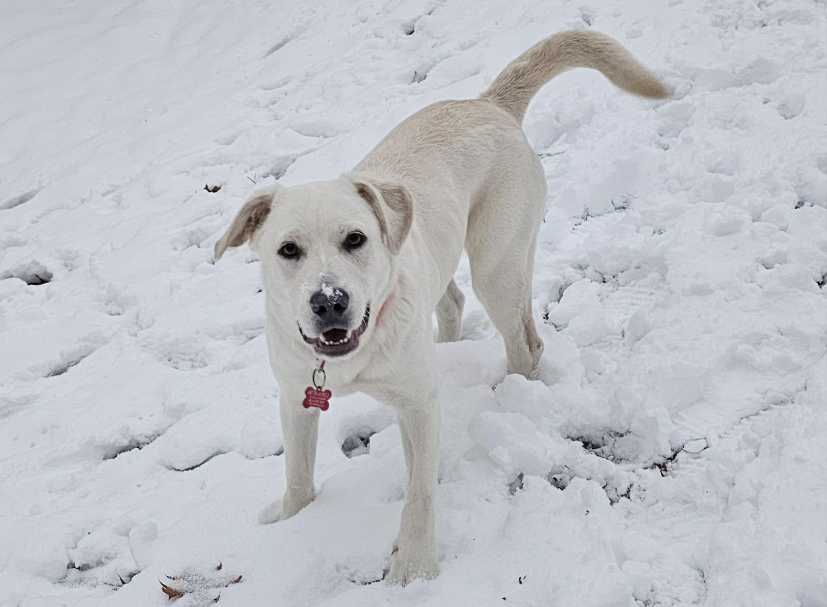 Enlarge Fiona, a Adoptable mixed breed in Medina, OH image 1/6