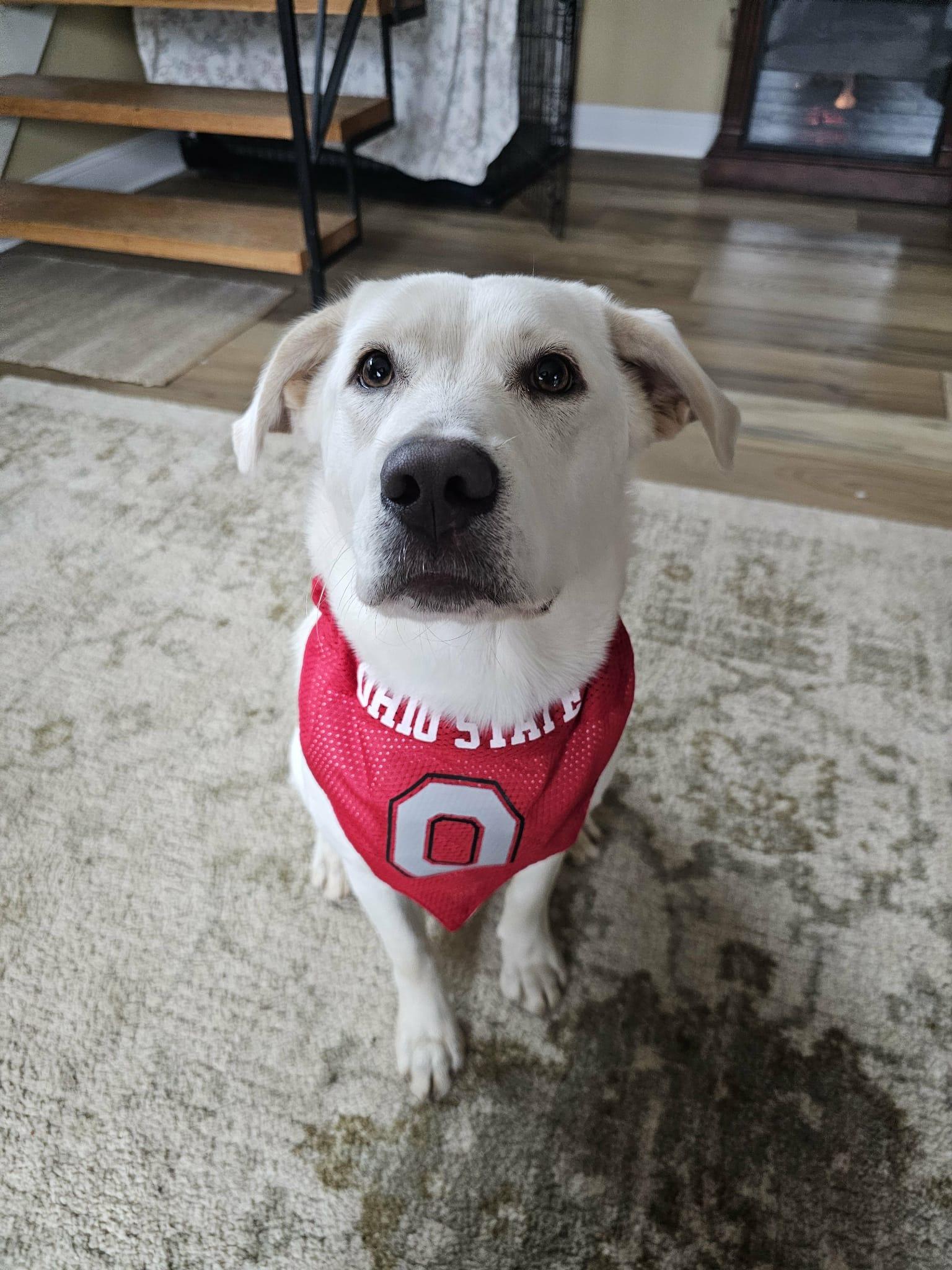 Enlarge Fiona, a Adoptable mixed breed in Medina, OH image 2/6