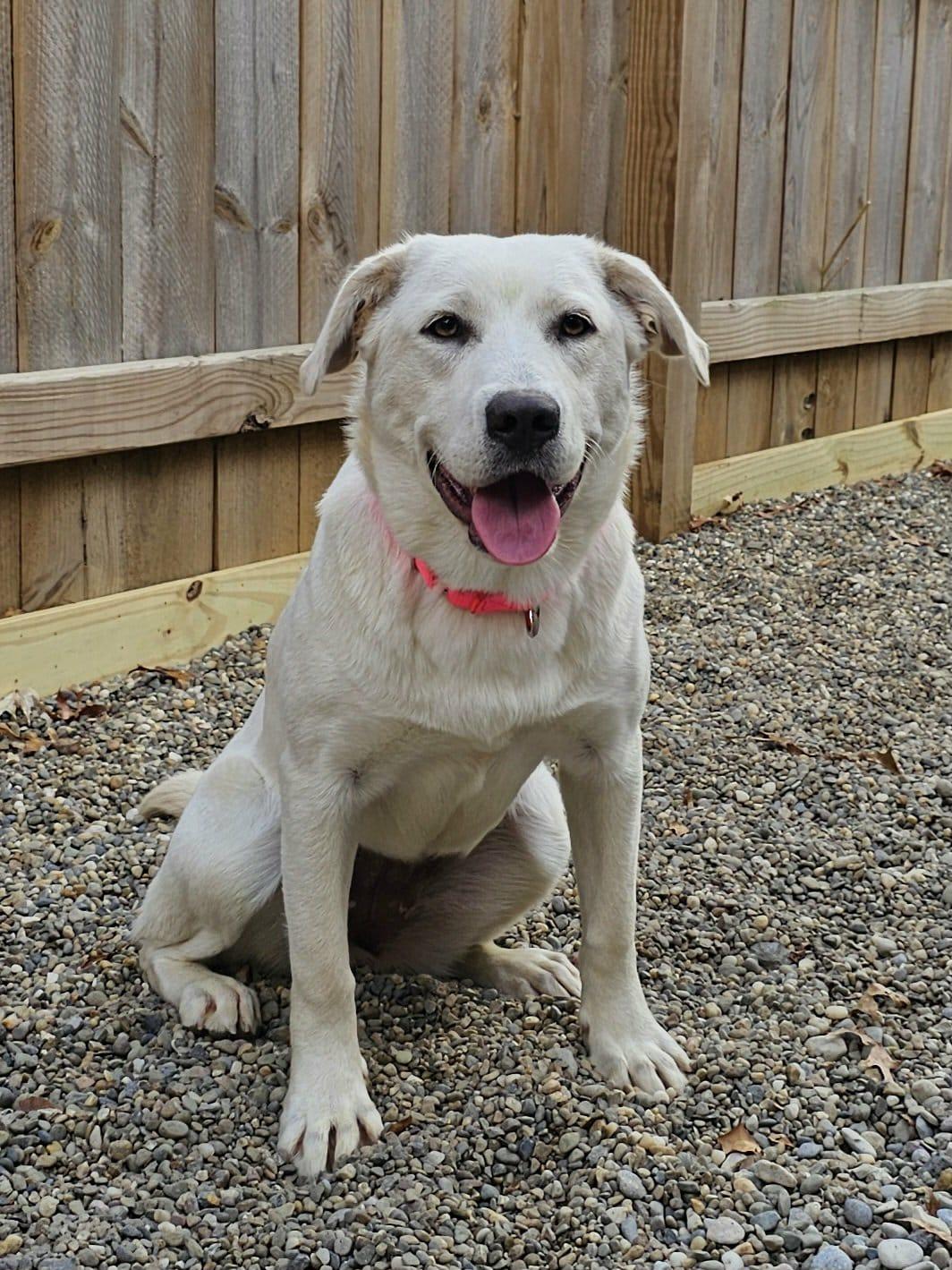 Enlarge Fiona, a Adoptable mixed breed in Medina, OH image 3/6