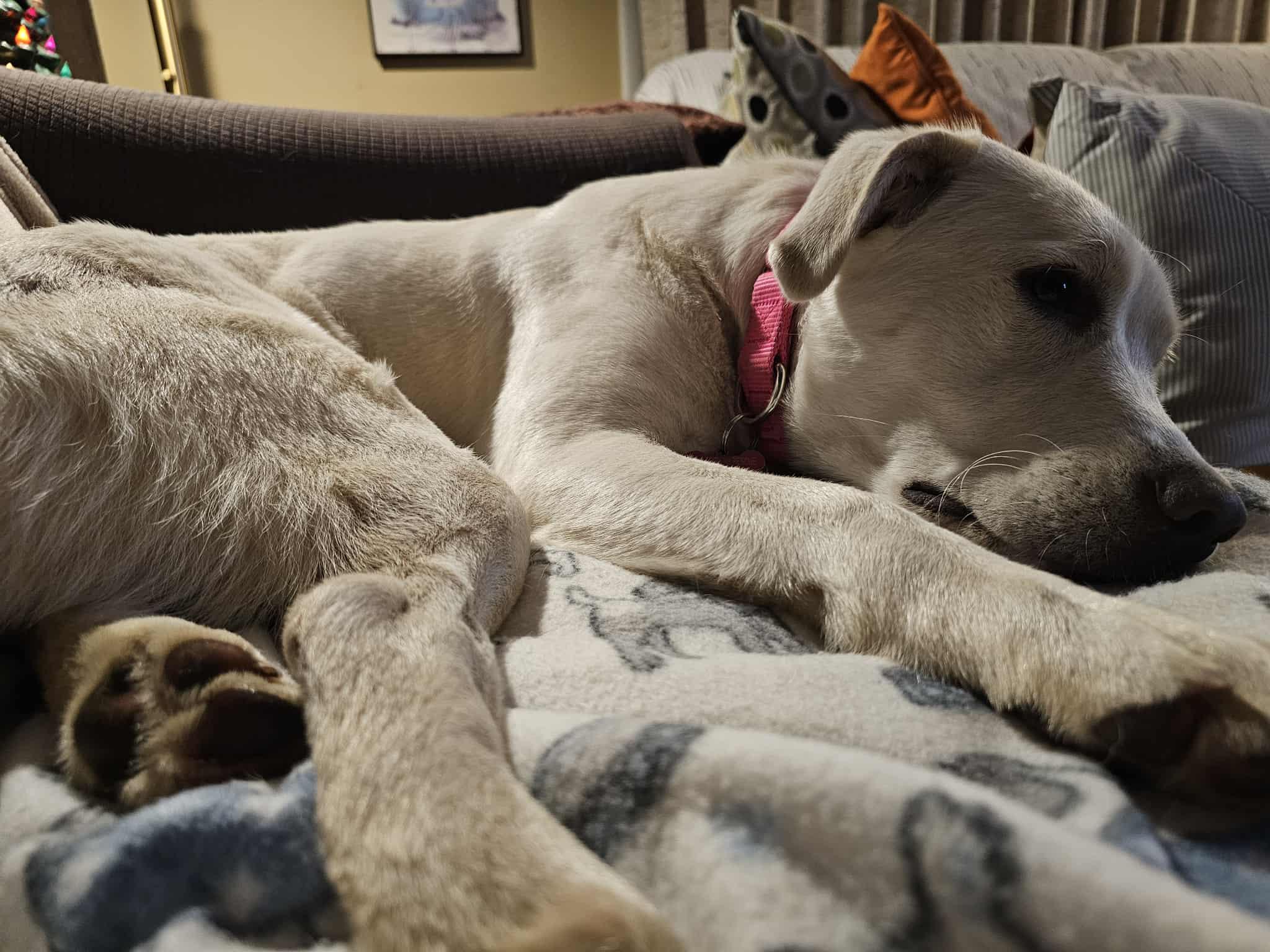 Enlarge Fiona, a Adoptable mixed breed in Medina, OH image 4/6