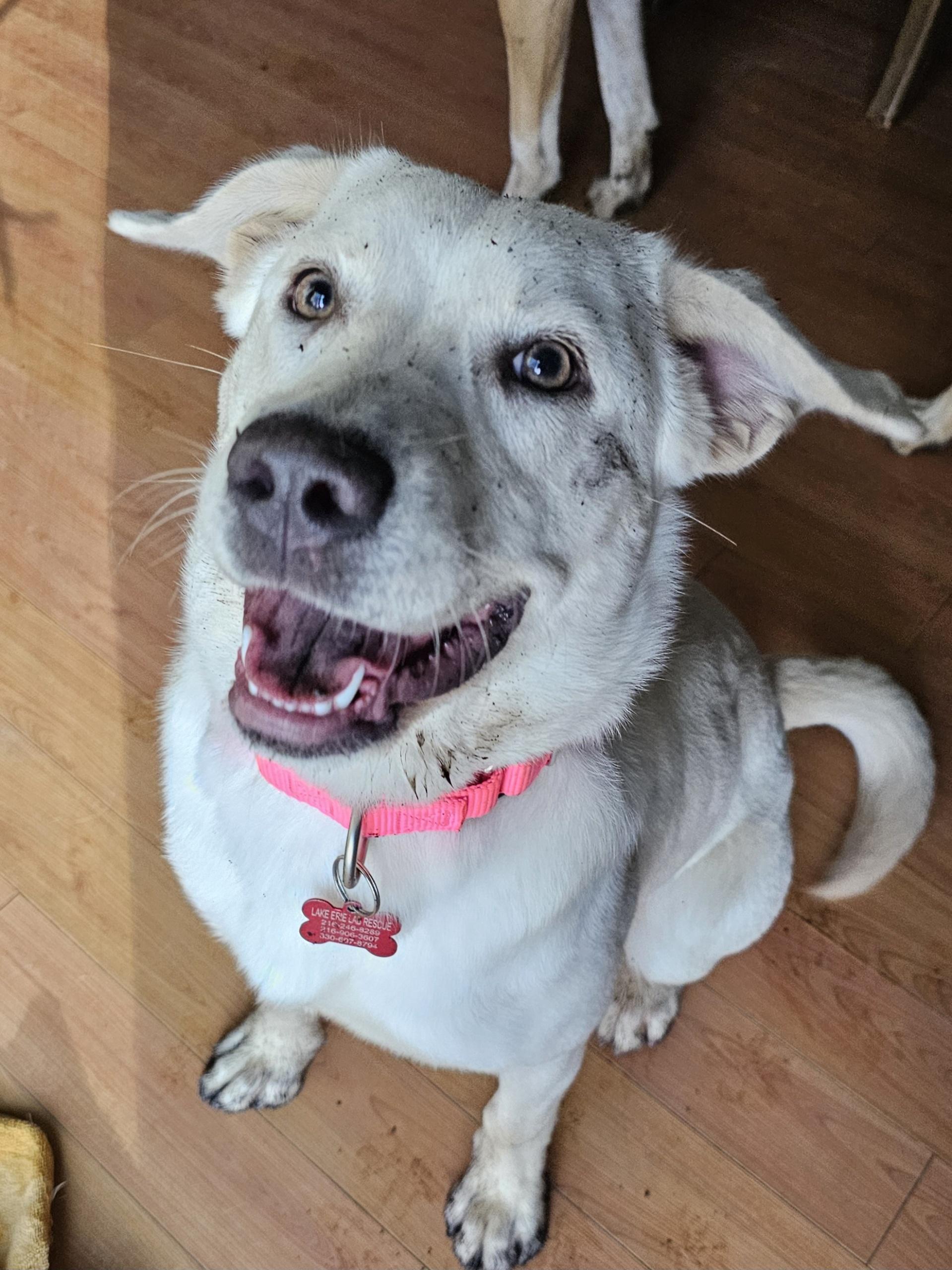Fiona, Adoptable, Young Female Yellow Labrador Retriever.
