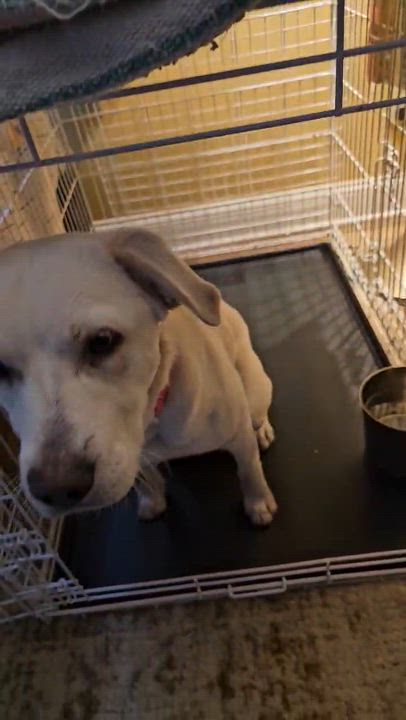 Enlarge Fiona, a Adoptable mixed breed in Medina, OH video 6/6