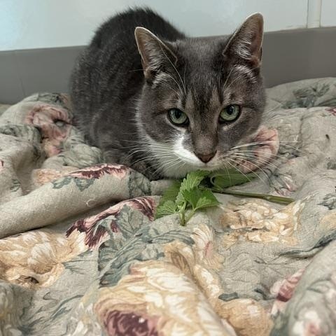 Guinan, a Adoptable Domestic Short Hair in Chicago, IL image 1/4