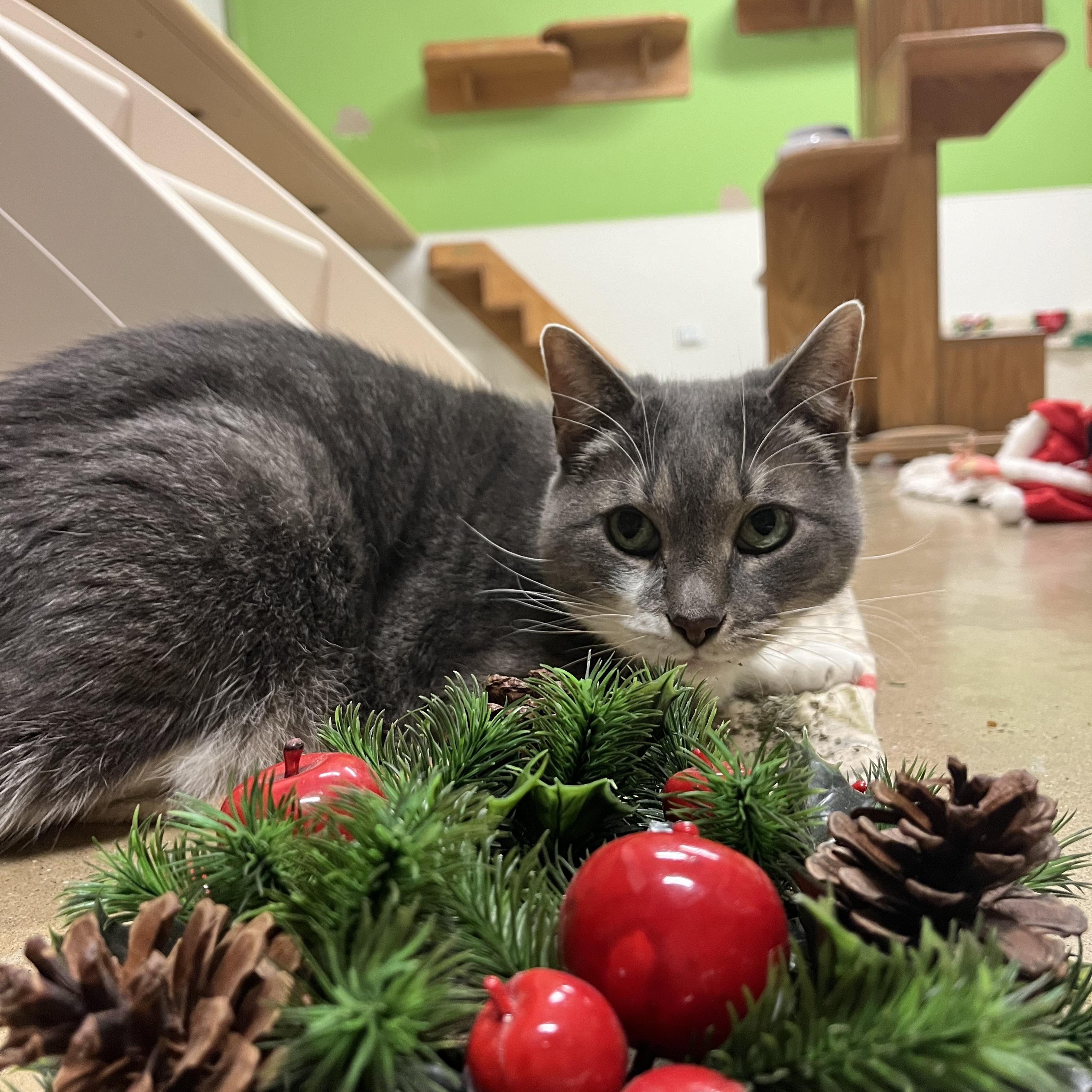 Guinan, a Adoptable Domestic Short Hair in Chicago, IL image 2/4