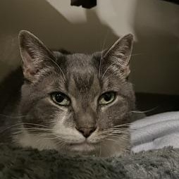 Guinan, a Adoptable Domestic Short Hair in Chicago, IL image 3/4