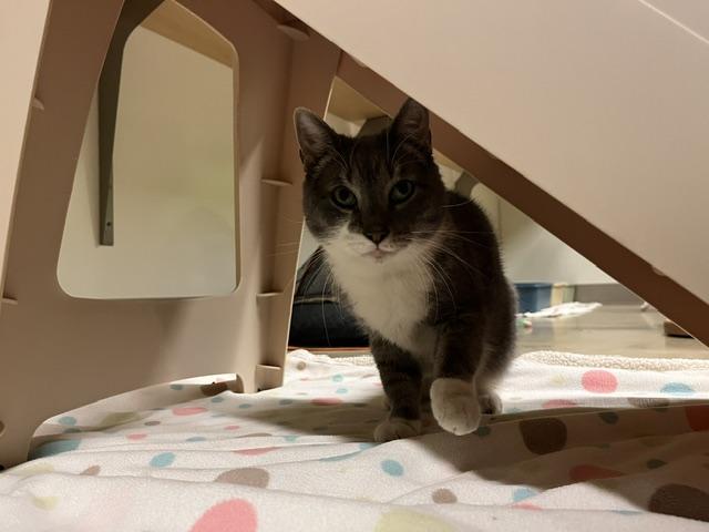 Guinan, a Adoptable Domestic Short Hair in Chicago, IL image 4/4