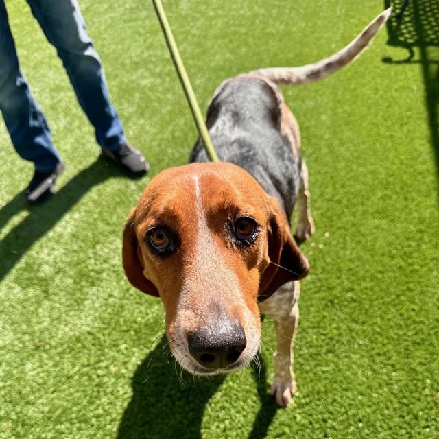 MILLIE, Adoptable, Adult Female Bluetick Coonhound.